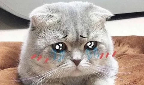 Crying Cat Meme: How a Teary-Eyed Became the Internet’s Emotion Icon